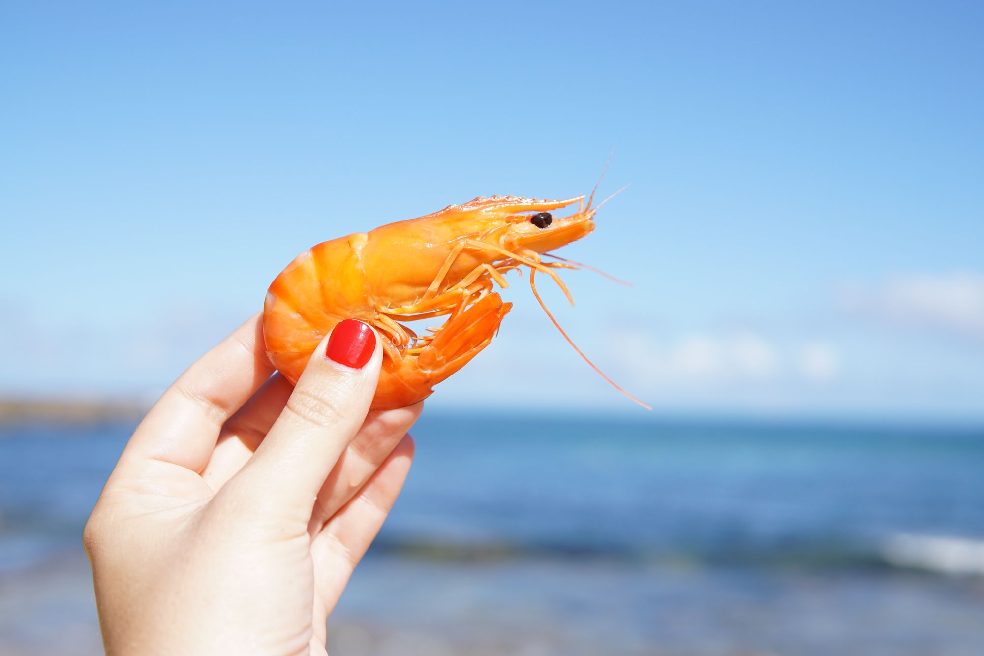 Unit 10 - Shrimp